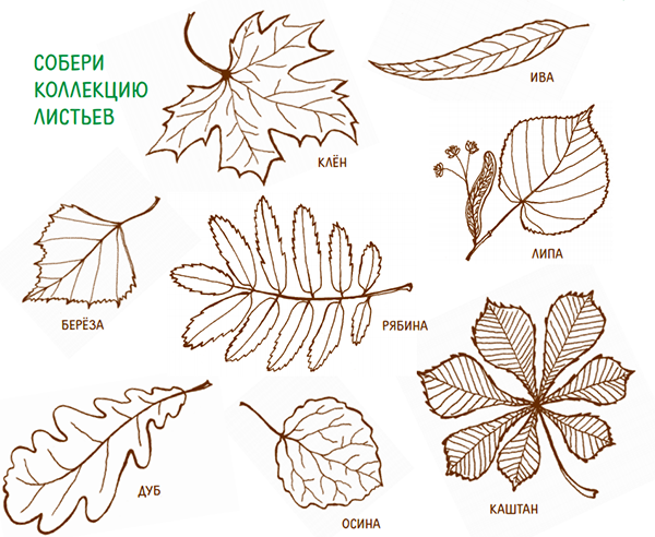 Листья клена, дуба, березы, липы