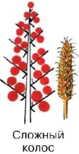 Сложный Колос схема