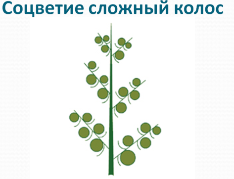 Соцветие пшеницы сложный Колос