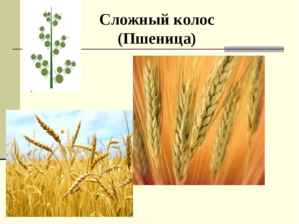 Пшеница простой или сложный. Соцветие пшеницы сложный Колос. Представители соцветия сложный Колос. Схема соцветия ячменя.