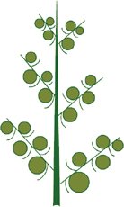 Рисунок соцветия