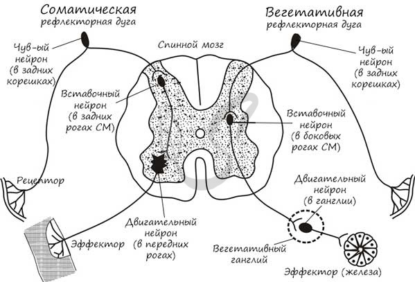 Схема рефлекторной дуги соматического рефлекса рисунок