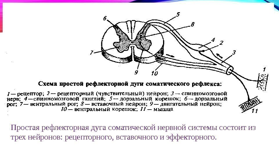 Спинномозговой нерв рефлекторная дуга. Трехнейронная рефлекторная дуга рефлекса. Двухнейронные рефлекторные дуги. Рефлекторная дуга соматического рефлекса. Звенья соматической рефлекторной дуги схема.