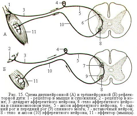Схема дуги соматического рефлекса