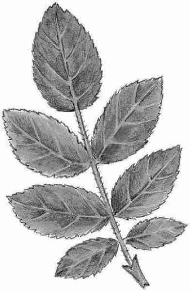 Раскраска шиповника с ягодами