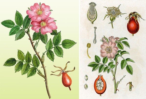 Шиповник морщинистый ботаника