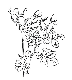 Рисунок листа сложного шиповника (45 фото)