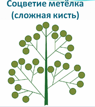 Соцветие сложная кисть схема