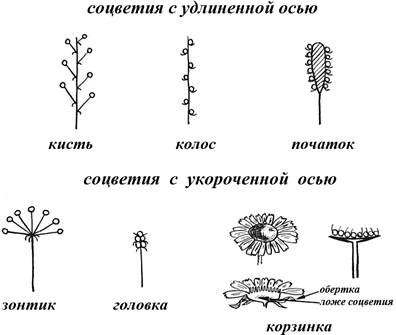 Соцветие кистевидная корзинка