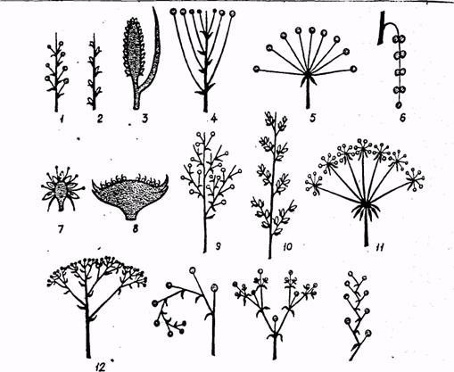 Рисунок соцветие сложная кисть (48 фото)