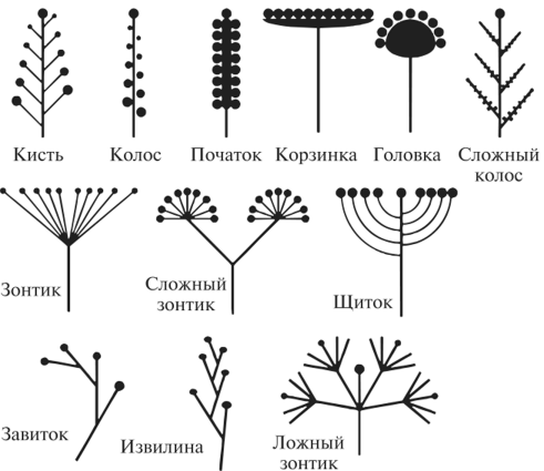 Соцветие зонтик 6 класс биология