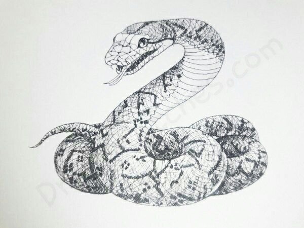 Реалистичный эскиз змеи