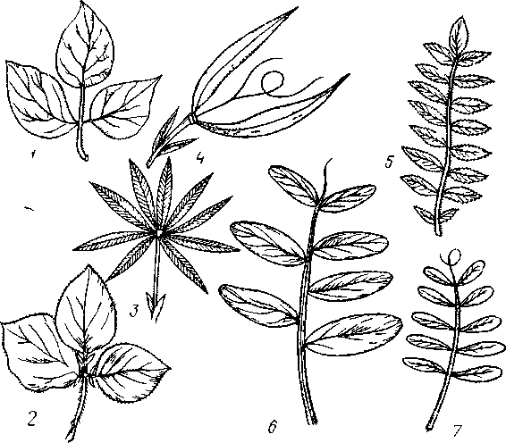 Прилистники чины Луговой