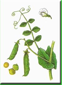 Семейства растений бобовые схема