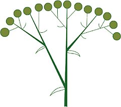 Соцветие щиток тысячелистник