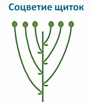 Соцветие щиток схема