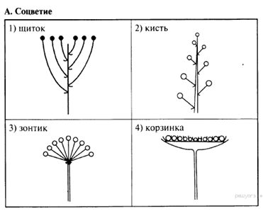 Схема соцветия сложный щиток