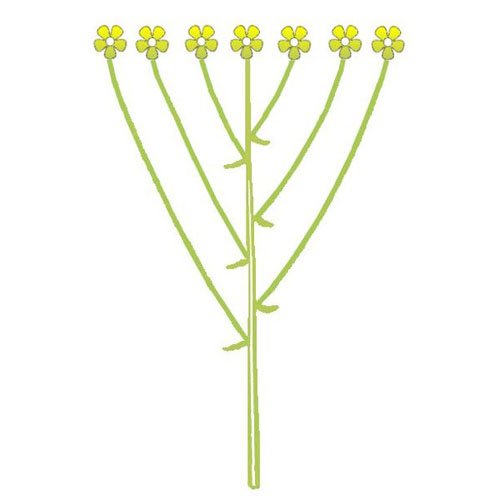 Мутовка соцветие