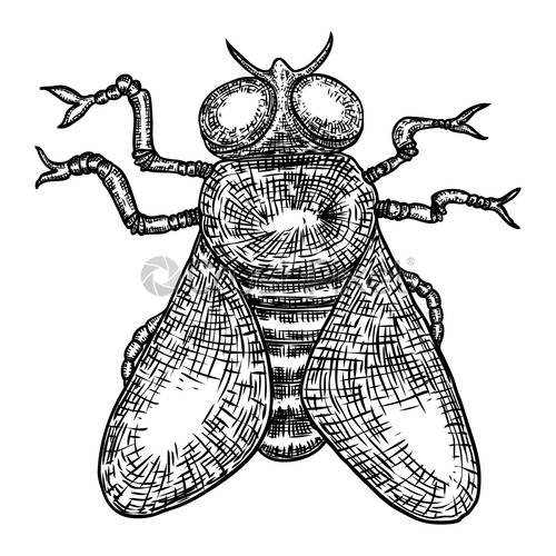 Муха вектор реалистичная