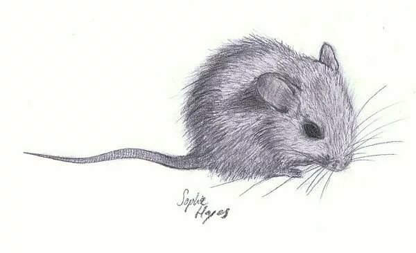 Зарисовки мышей карандашом