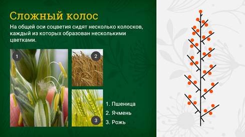 Сложный колос биология рисунок (48 фото)