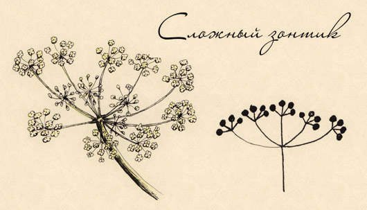Соцветие сложный зонтик схема