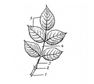 Строение черешка листа