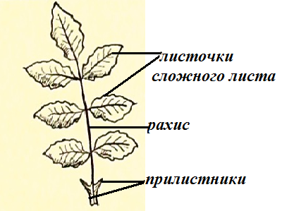Черешчатый лист с прилистниками