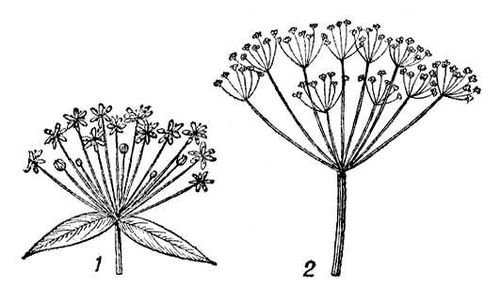 Схема соцветия сложный щиток