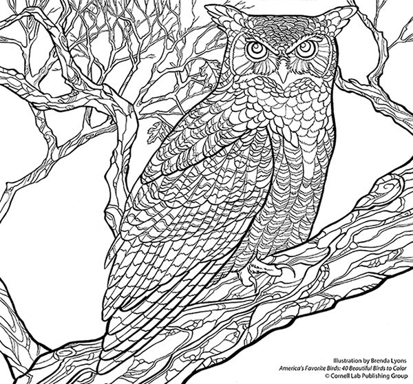 Павлин. Раскраска