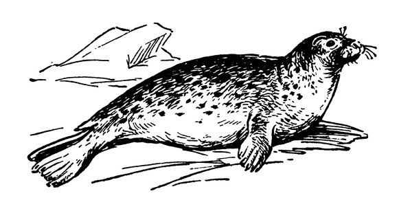 Байкальская Нерпа