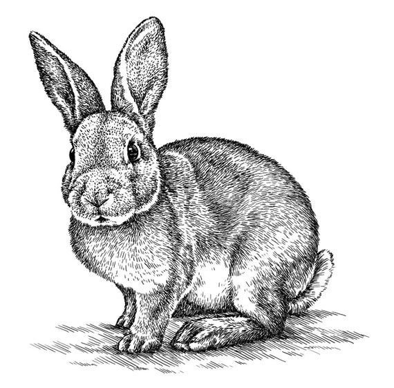 Кролик графический рисунок