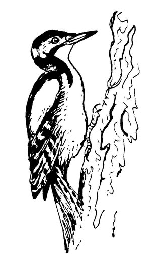 Раскраска дятел для детей 6-7 лет