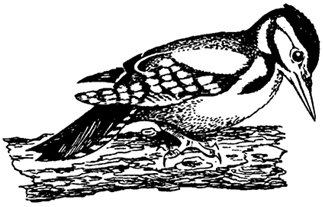 Желна рисунок