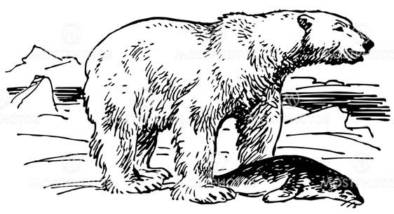Северный медведь чб