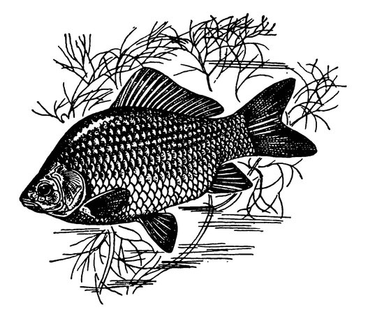 Карась карандашом