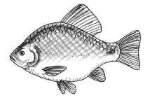 Рыбка рисунок контур