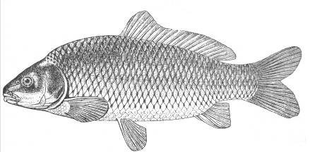 Карась черно белый