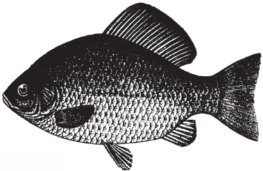 Карасенку карась