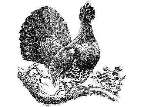 Токующий Глухарь рисунок