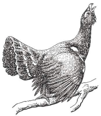 Глухарь эскиз