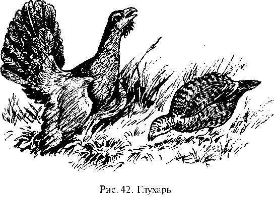 Глухарь черно белый