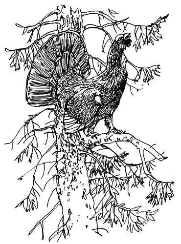 Глухарь для выжигания