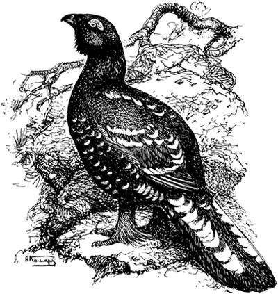 Каменный Глухарь ареал