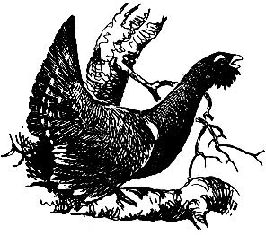 Глухарь. Гравюра Виктора Вахлюева