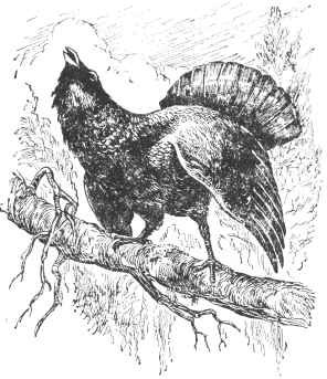 Глухарь эскиз