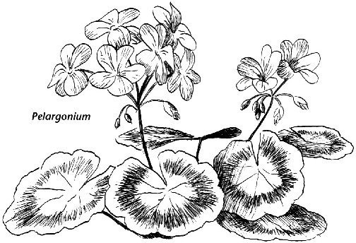 Герань комнатная и фиалка