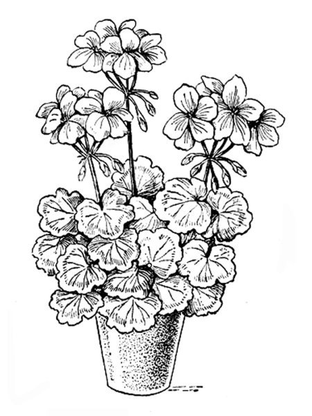 Бегония Buttercup