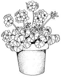 Пеларгония зональная корень