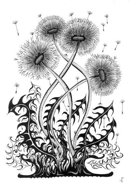 Одуванчик на белом фоне